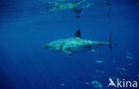 great white shark (Carcharodon carcharias) 