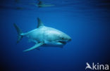 great white shark (Carcharodon carcharias) 