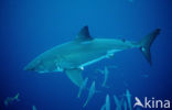 great white shark (Carcharodon carcharias) 