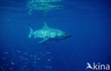 great white shark (Carcharodon carcharias) 