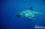 great white shark (Carcharodon carcharias) 