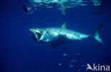 great white shark (Carcharodon carcharias) 