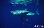 great white shark (Carcharodon carcharias) 