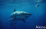 great white shark (Carcharodon carcharias) 