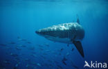 great white shark (Carcharodon carcharias) 