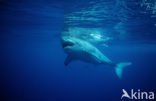 great white shark (Carcharodon carcharias) 