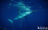 great white shark (Carcharodon carcharias) 