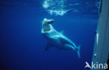 great white shark (Carcharodon carcharias) 
