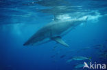 great white shark (Carcharodon carcharias) 