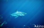 great white shark (Carcharodon carcharias) 