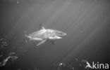 great white shark (Carcharodon carcharias) 