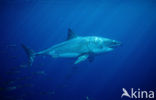 great white shark (Carcharodon carcharias) 
