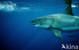 great white shark (Carcharodon carcharias) 