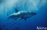 great white shark (Carcharodon carcharias) 