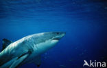 great white shark (Carcharodon carcharias) 