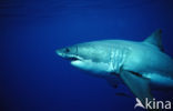 great white shark (Carcharodon carcharias) 