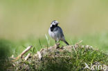 Witte Kwikstaart (Motacilla alba)