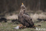 Zeearend (Haliaeetus albicilla)