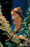 Longsnout seahorse (Hippocampus reidi)