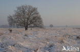 Common Oak