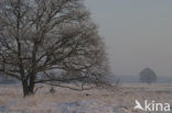Common Oak