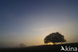 Common Oak
