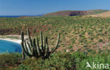 Cardon cactus (Pachycereus pringlei)