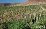 Cardon cactus (Pachycereus pringlei)