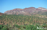 Cardon cactus (Pachycereus pringlei)