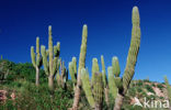 Cardon cactus (Pachycereus pringlei)