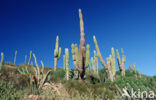 Cardon cactus (Pachycereus pringlei)