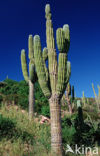 Cardon cactus (Pachycereus pringlei)