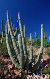 Cardon cactus (Pachycereus pringlei)