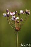 Zwanenbloem (Butomus umbellatus)