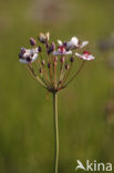 Zwanenbloem (Butomus umbellatus)