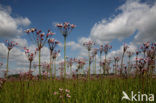 Zwanenbloem (Butomus umbellatus)