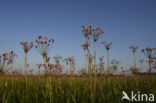 Zwanenbloem (Butomus umbellatus)