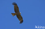 Black Kite (Milvus migrans)