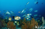 Blacknosed butterflyfish