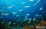 Blacknosed butterflyfish