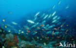 Blacknosed butterflyfish