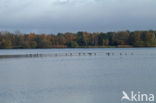 Great Cormorant (Phalacrocorax carbo)