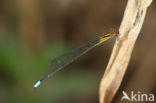 Acanthagrion obsoletum