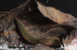 Fresh water leech (Erpobdella octoculata)
