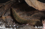 Fresh water leech (Erpobdella octoculata)