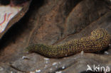 Fresh water leech (Erpobdella octoculata)