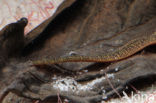 Fresh water leech (Erpobdella octoculata)