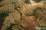 Western brackenfern (Pteridium aquilinum)