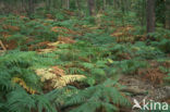 Western brackenfern (Pteridium aquilinum)