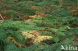 Western brackenfern (Pteridium aquilinum)